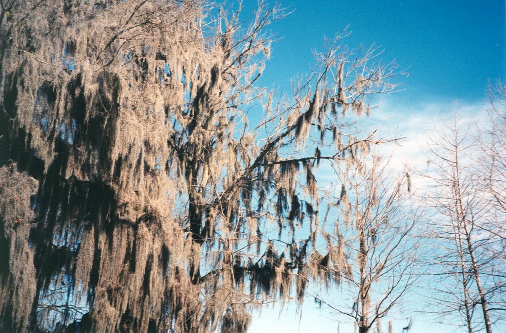 louisiana-swamp-2-1489252-1024x674