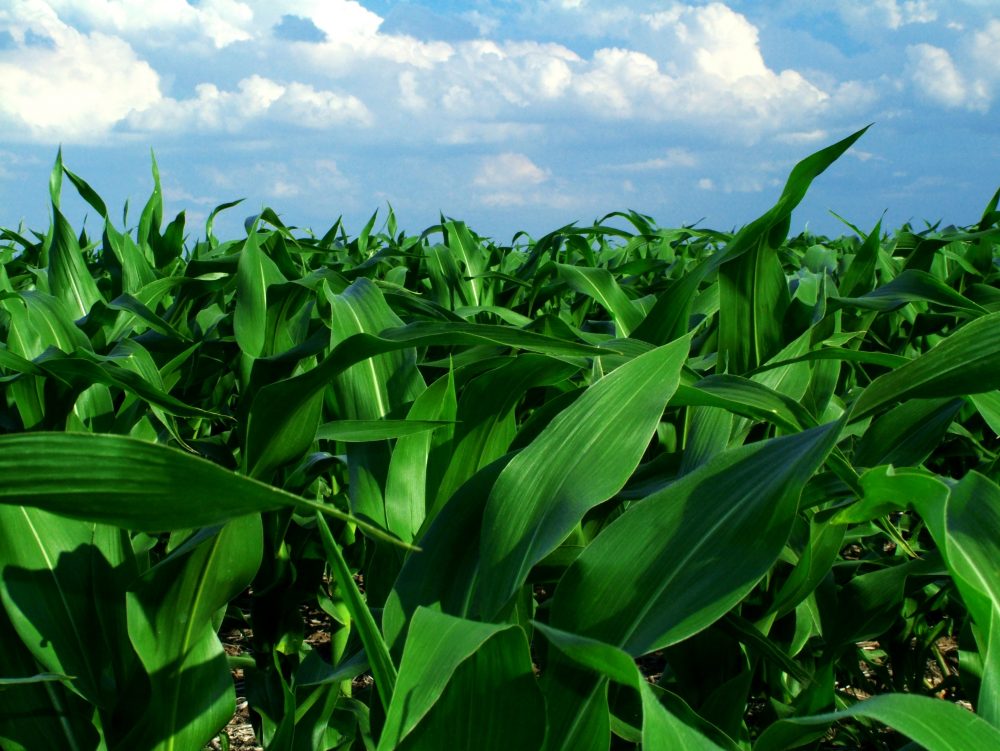 Louisiana Court of Appeal Affirms Grant of Easement in Webster Parish
