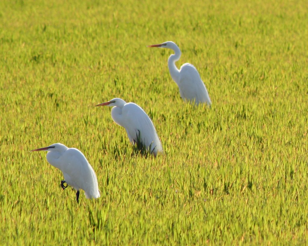 three-herons-1395291-1024x819