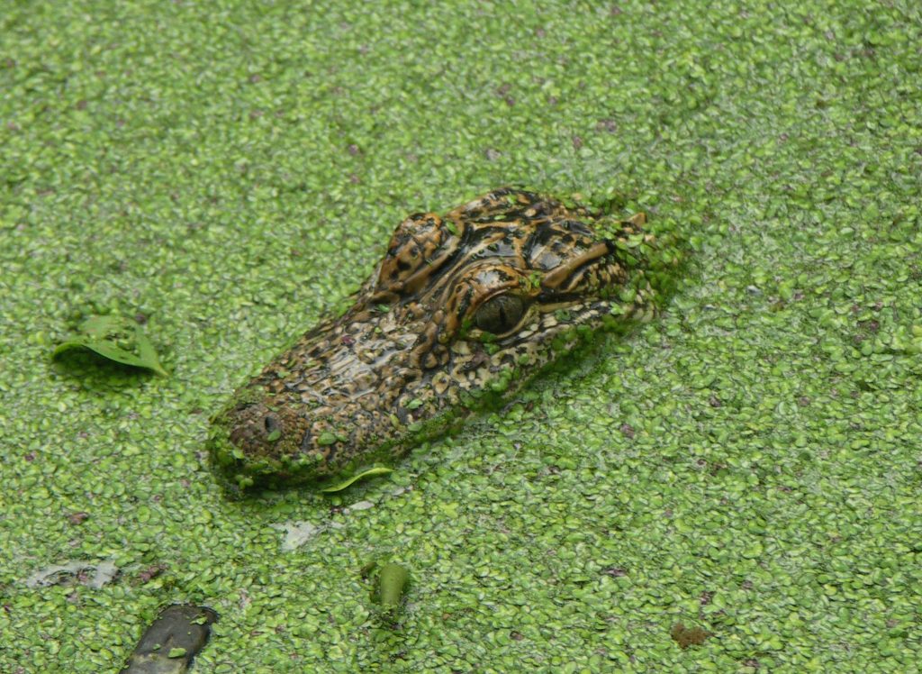 alligator-close-up-3-1375396-1024x748