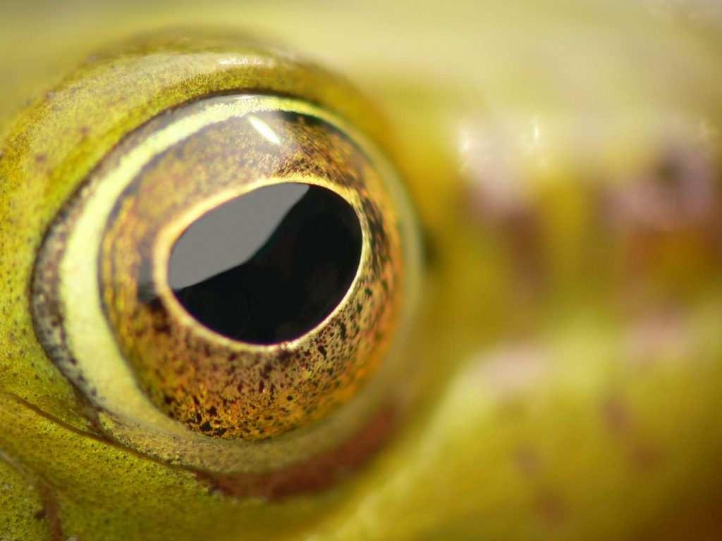 frog-eye-1-1398595-1-1024x768
