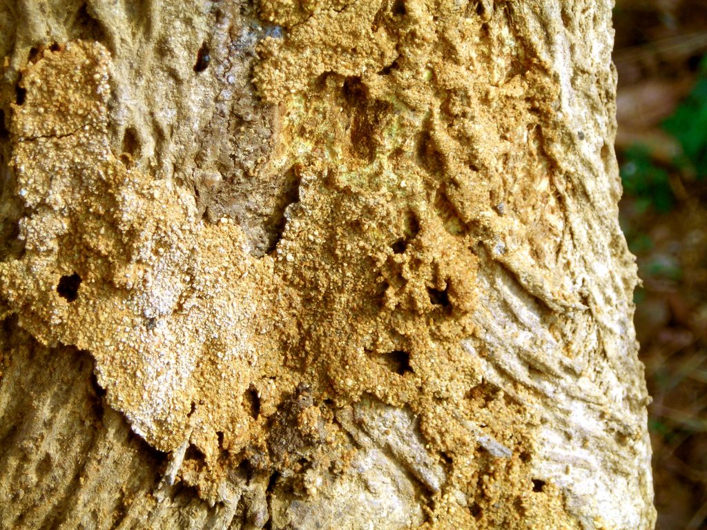 termite-formation-1358063-1024x768