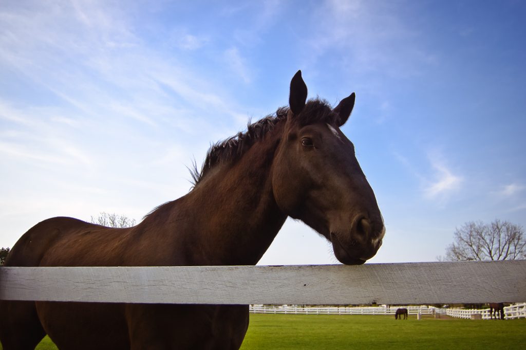 horse-at-fence-1344364-1024x681