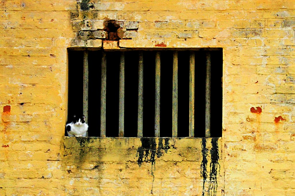 cat-in-jail-1369156-1024x683