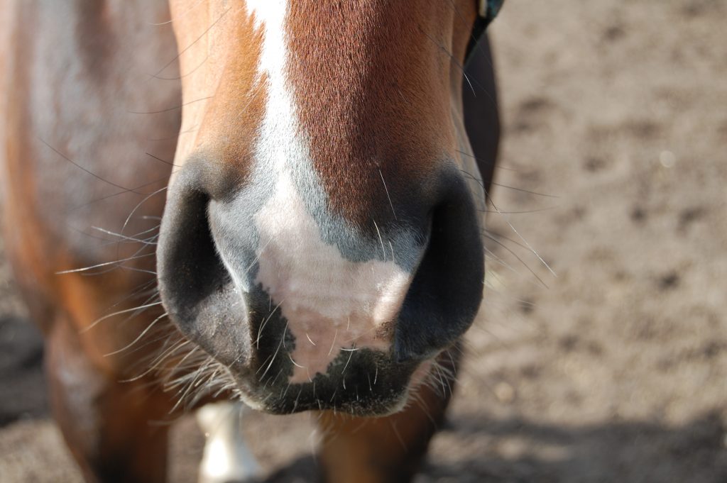 horse-nose-1575359-1024x681