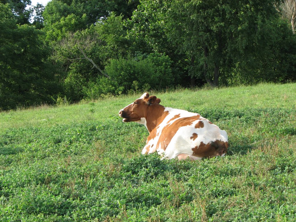 guernsey-cattle-1360068-1024x768