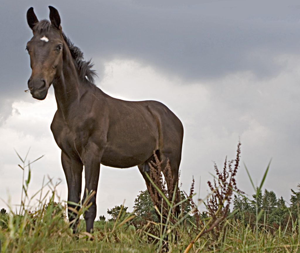 horse-1392212-1024x863