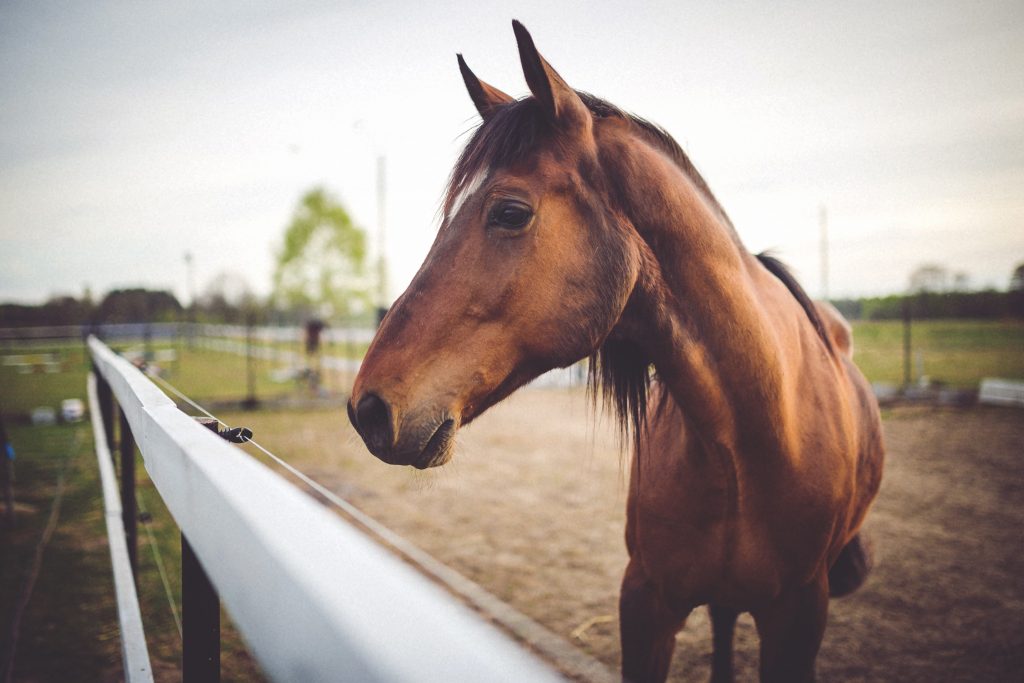 animal-brown-horse-6468-1024x683