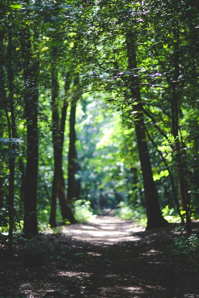 the-path-among-the-trees-6037-683x1024