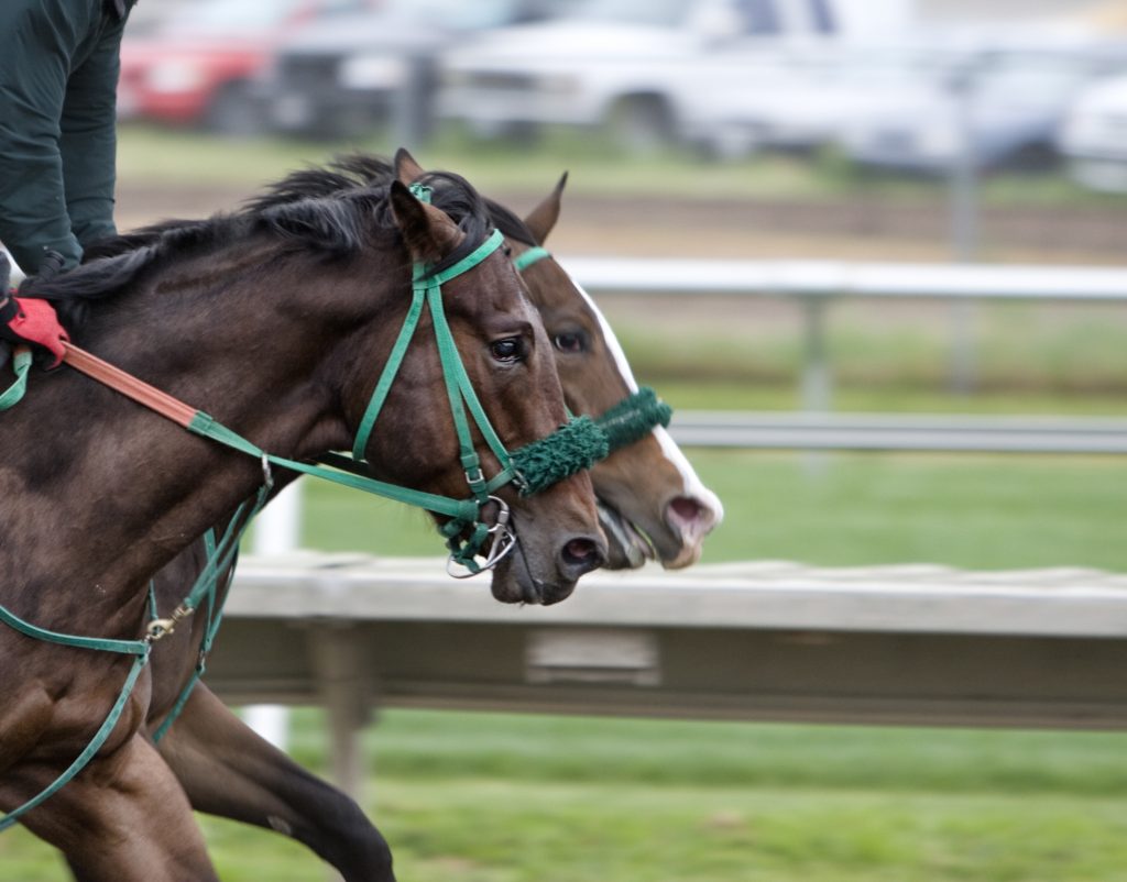 horses_track_race_horse-1024x802