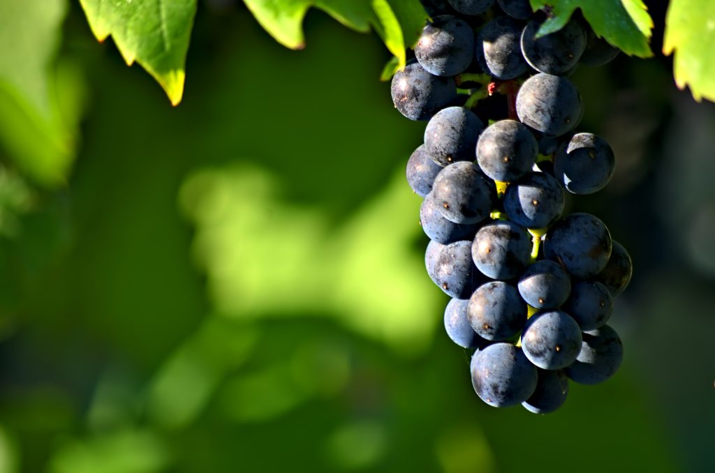 grape_season-1024x678