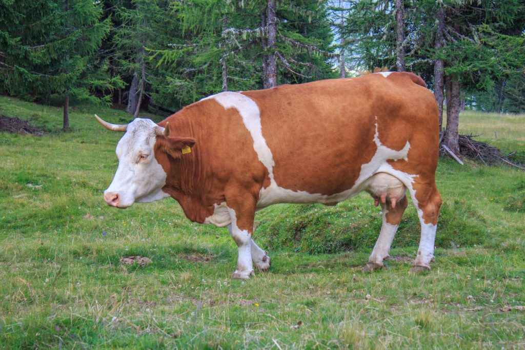 cow_beef_alm_cows-1024x683