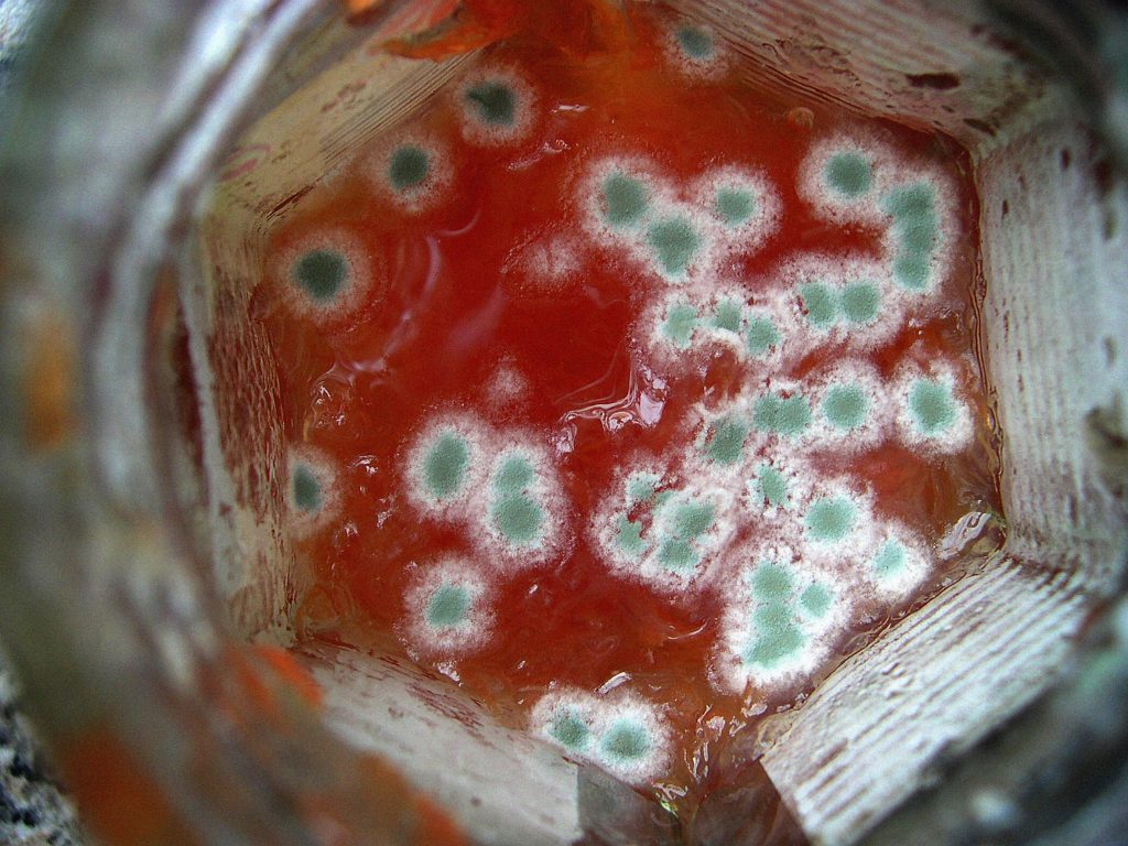 green_mold_harmful_mold-1024x768