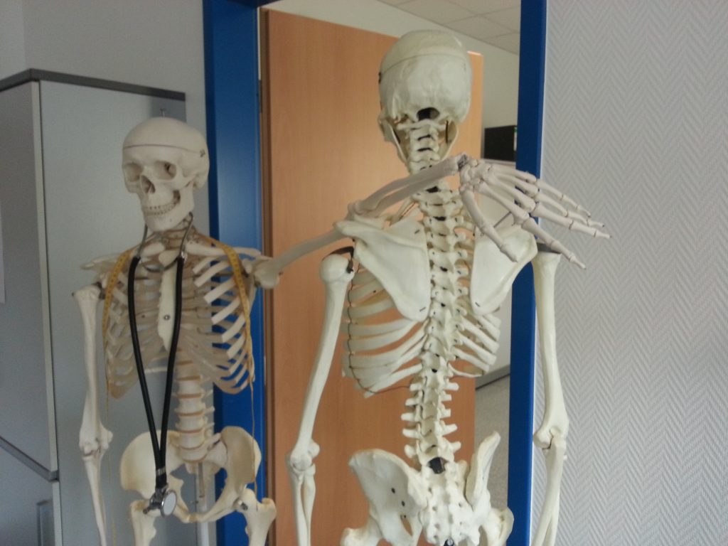 skeleton_bone_medical_doctor-1024x768