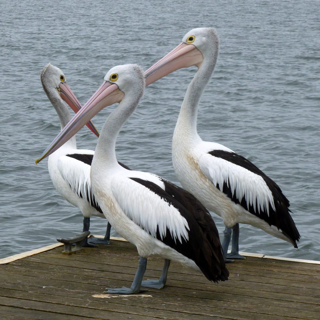 pelicans_australian_pelican_pelican-1024x1024