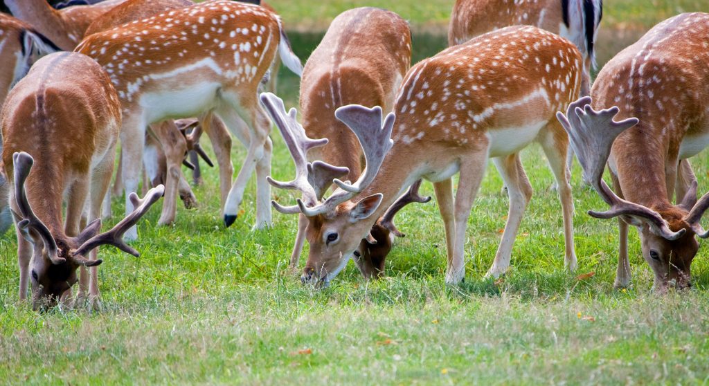 deer_roe_deer_herd-1024x558